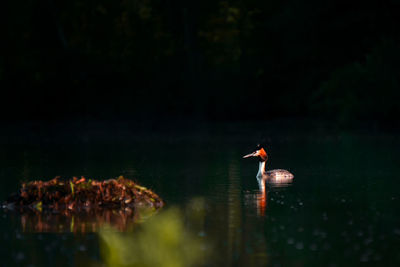 Bird swimming on lake