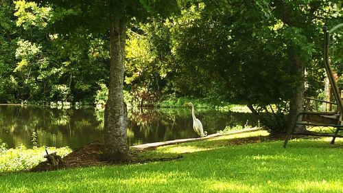 Scenic view of trees by pond