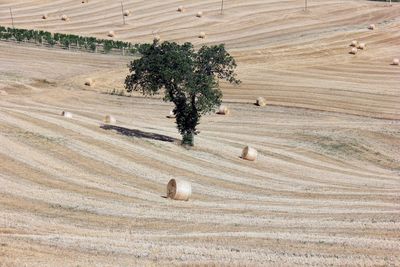 Hay bales on field