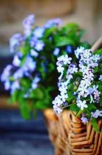 Close-up of flower bouquet