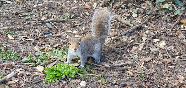 High angle view of squirrel on field