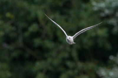 Bird flying against blurred background