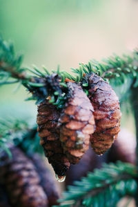 Close-up of pine cone on tree