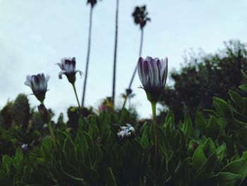 Close-up of purple flowering plants on field