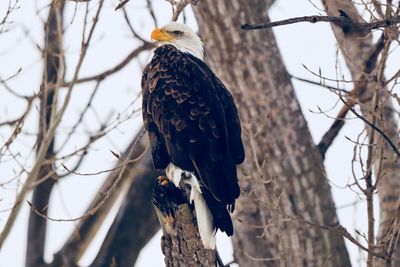 Low angle view of eagle perching on tree