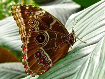 Close-up of butterfly on leaf