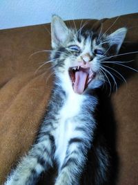 Close-up of cat yawning