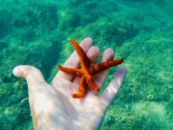 Cropped image of hand feeding crab in sea