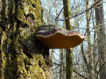 Low angle view of trees in forest