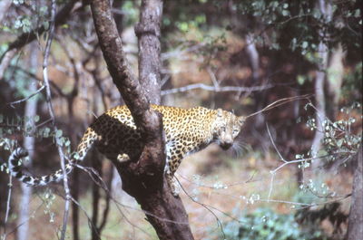 animal