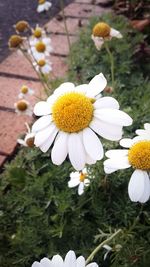 Close-up of white daisy blooming outdoors