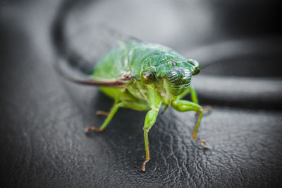 Close-up of insect on leather