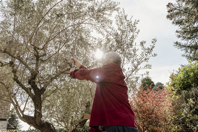 Senior man picking olives from tree on sunny day in back yard