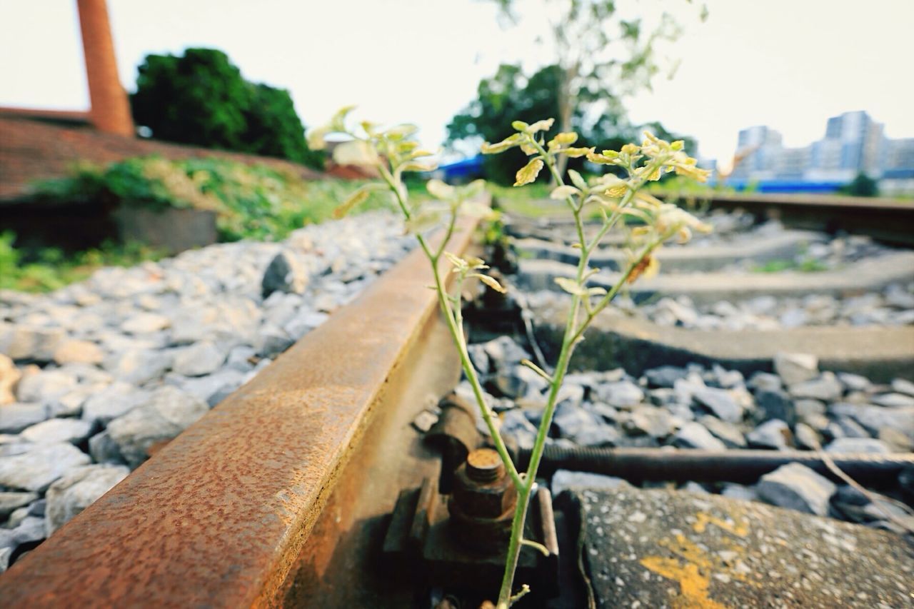 focus on foreground, close-up, selective focus, built structure, architecture, rock - object, plant, day, building exterior, stone - object, metal, outdoors, wall - building feature, no people, nature, growth, rusty, sunlight, stone wall, leaf