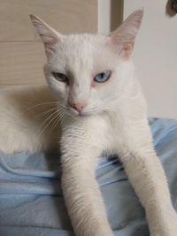 Close-up portrait of a cat at home