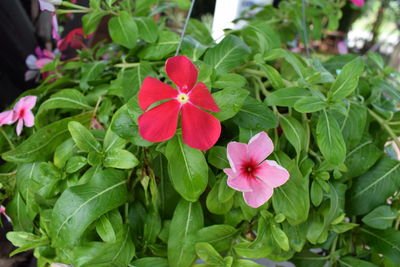 Close-up of pink flowering plant