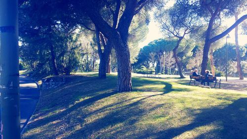 Trees in park