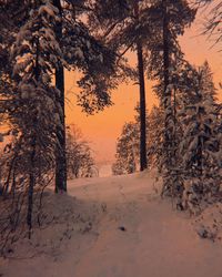 Trees on snow covered land during sunset