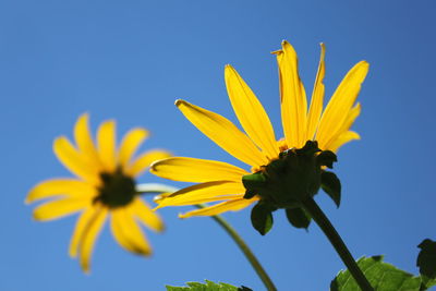 Close-up of yellow flower against blue sky