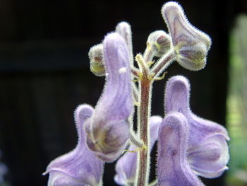 Close-up of purple flowers