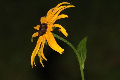 Close-up of yellow day lily blooming against black background