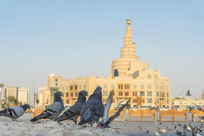 Pigeons perching against historic buildings in city
