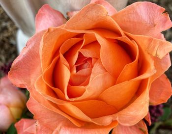 Close-up of rose blooming outdoors