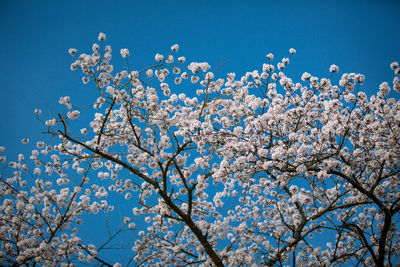 Low angle view of flowers blooming on tree against blue sky