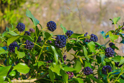 Close-up of berries growing on plant