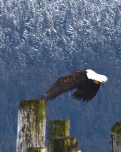 Low angle view of eagle flying against sky