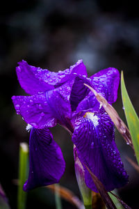 Close-up of wet purple flowers