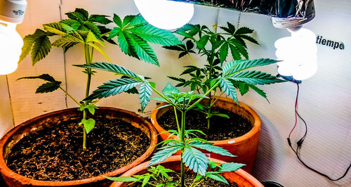 High angle view of potted plant on table