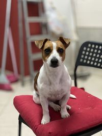 Portrait of dog sitting on chair at home