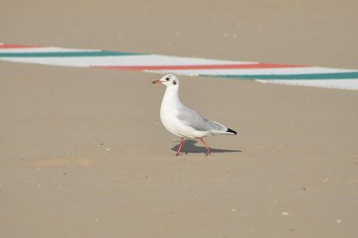 Seagull perching on a beach