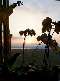 View of plants at sunset