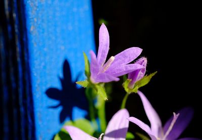 Close-up of purple flowers blooming