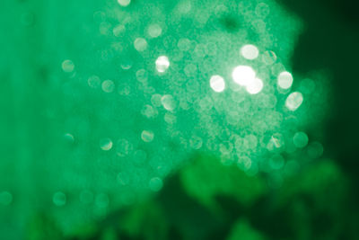 Close-up of water drops on leaf