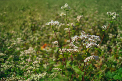 Close-up of white flowering plants on field