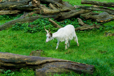 View of a sheep on field