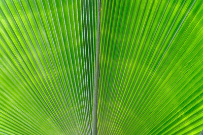 Full frame shot of palm leaves