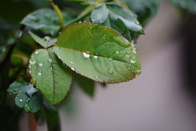 Leaf with drops after raining