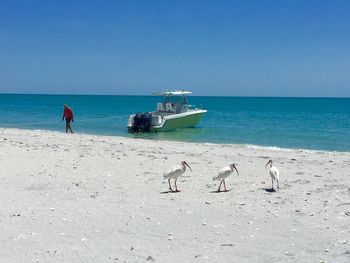 Seagulls on beach against clear sky