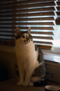 Close-up of cat sitting