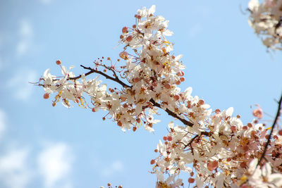 Low angle view of apple blossoms in spring