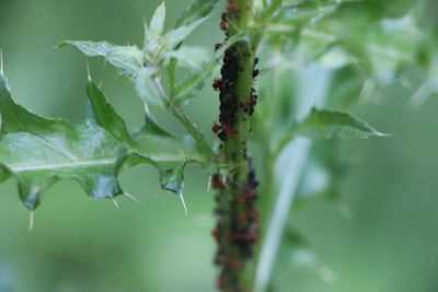 Close-up of fresh green leaves on plant and ants