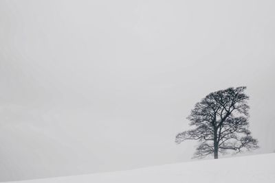 Bare tree on snow covered landscape