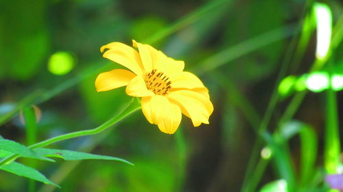 Close-up of yellow flower