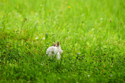 White rabbit running away on green grass, blurred unfocused background. little white rabbit on lawn