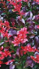 Full frame shot of pink flowers