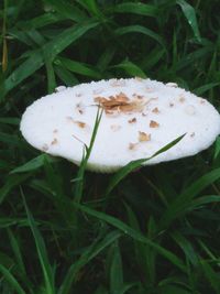 Close-up of green grass